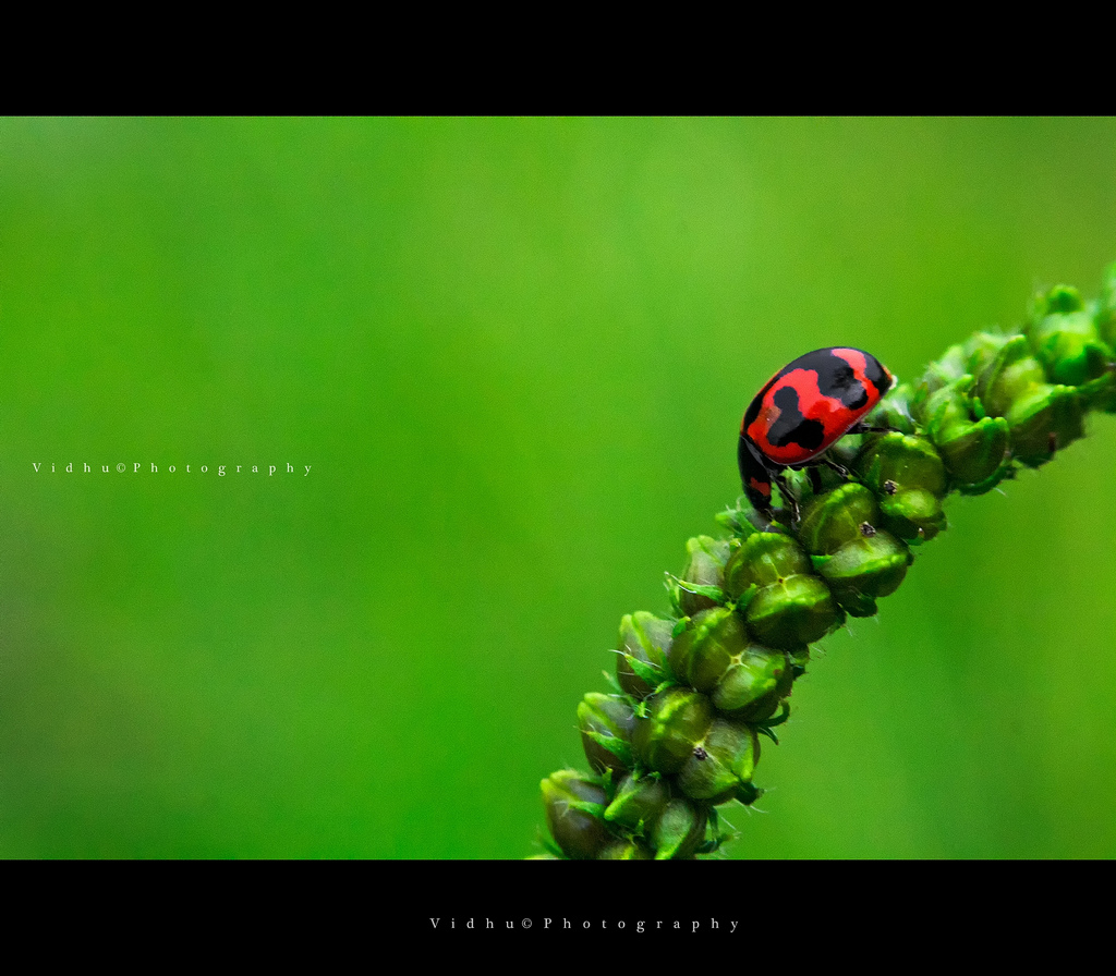Ladybug