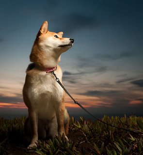 photograph of a dog using fill flash