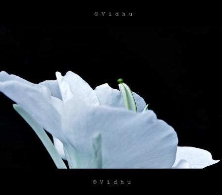 Contrast white flower in black background