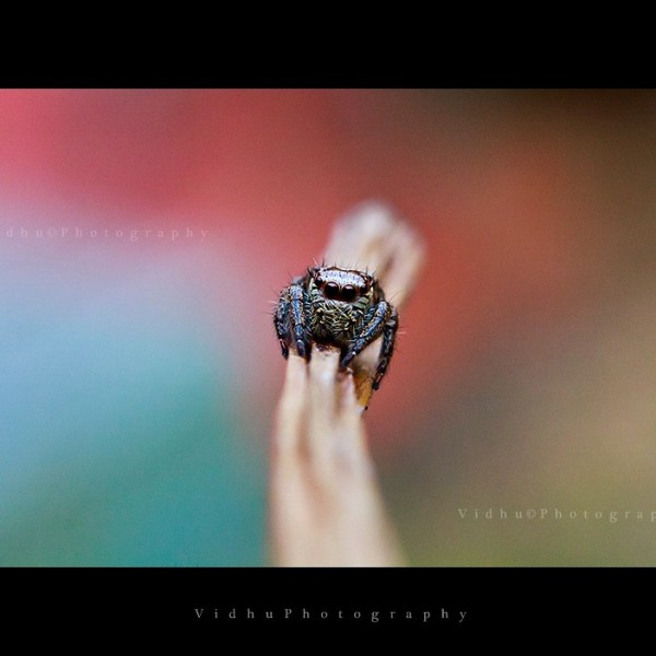 Jumping spider on a stick in life size magnification 