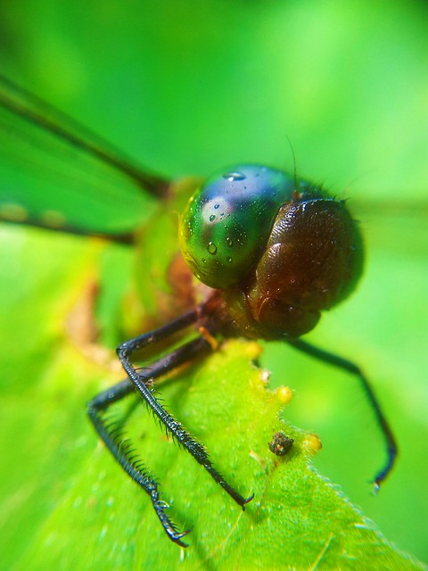 Dragonfly close up shot with camera phone