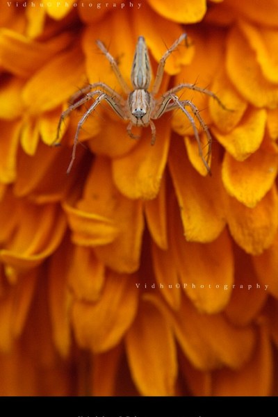 Crab spider on orange flower