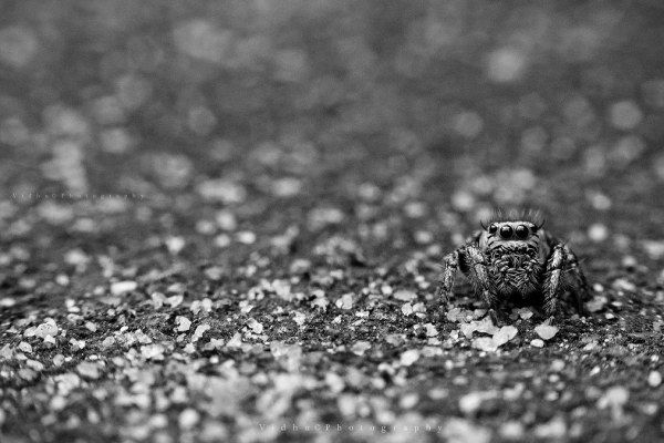 Photo of Jumping spider taken with 50mm reverse lens