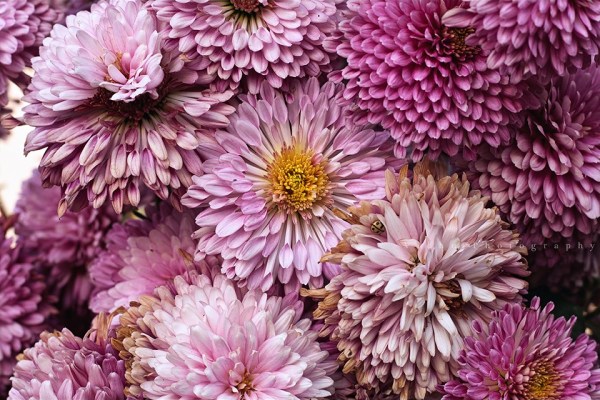 Pink flower in 1:1 magnification
