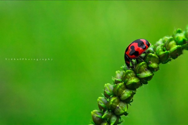 Red ladybug macro photography using reverse lens
