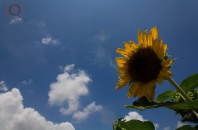 Sunflower Sunflower against blue sky