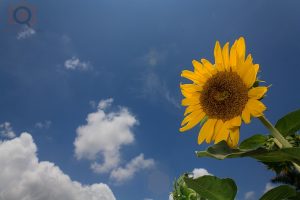 Sunflower flash Sunflower and blue sky using fill flash