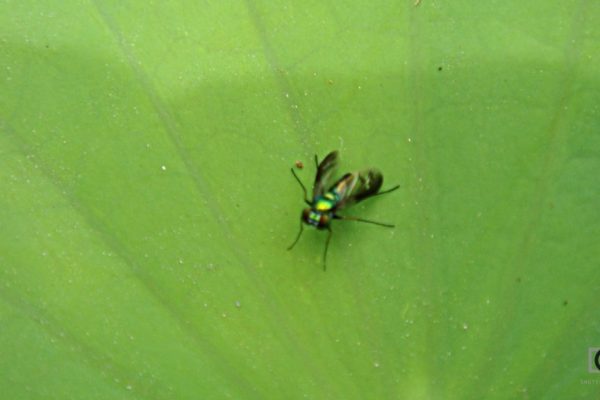 out of focus tiny insect on a lotus leaf -- causes of blurry photos