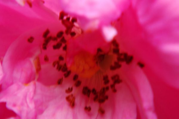 blurred rose flower -- causes of blurry photos