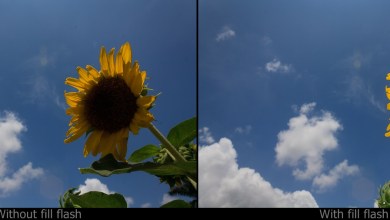 Photo of How to Use Fill Flash for Proper Exposure (step by step guide)