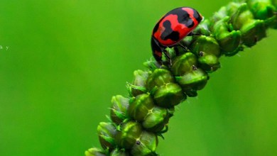 Photo of Introduction to Macro Photography with some examples