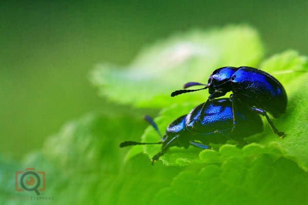 blue bugs mating