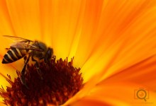 Photo of Secrets of macro photography using reverse lens technique