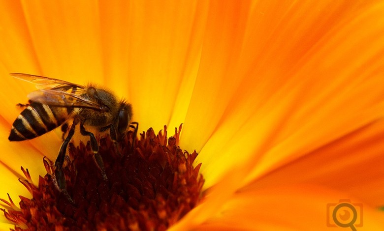 bee on yellow flower