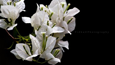 Photo of How to take low key images in natural light?