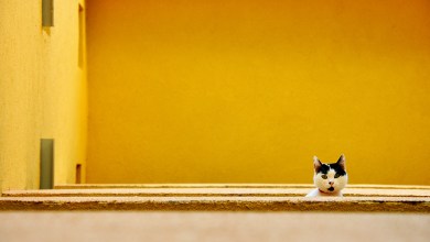 Photo of An introduction to minimalism in photography with stunning examples