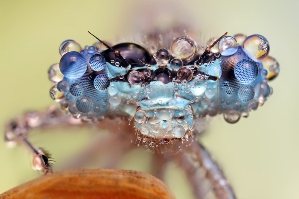 Dragon fly covered in dew