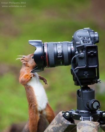 a squirrel looking inside a DSLR lens