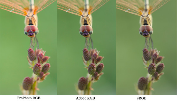 Comparison of prophoto, adobe rgb and srgb color spaces