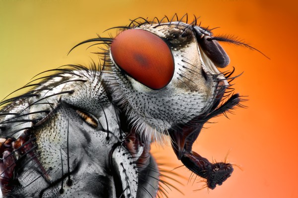 Housefly photo in high magnification 