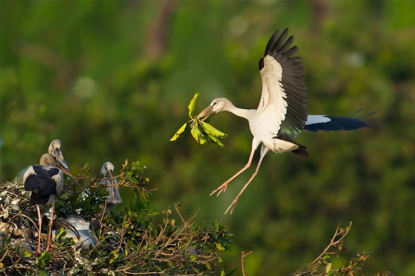 asian-open-bill-stork asian open bill stork feeding