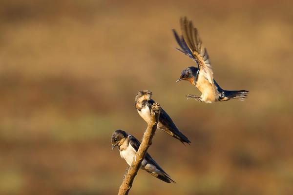 three barn swallow birds