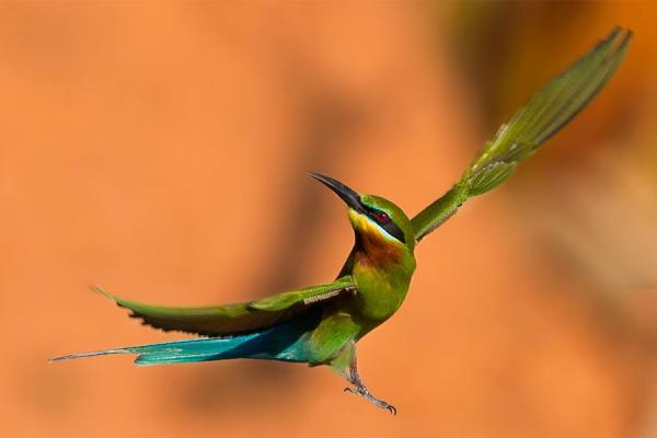 Blue-tailed-bee-eater blue tailed bee eater in flight