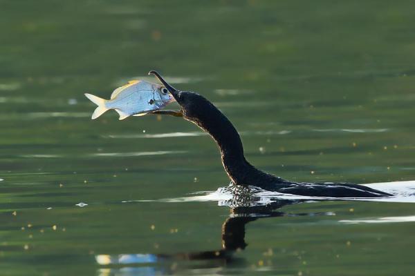 Catch-of-the-day Bird catching a fish