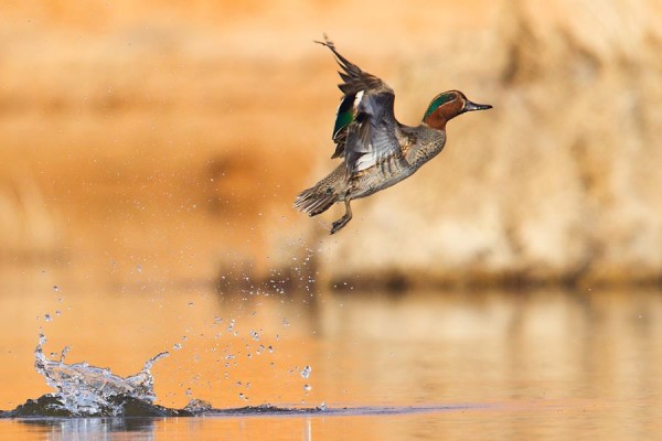 Green winged teal in flight