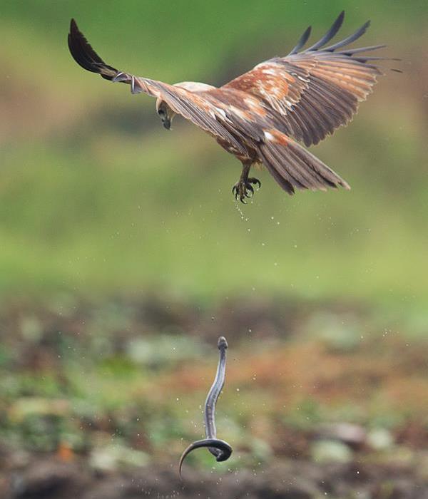 Juvenile-brahminy-kite juvenile brahminy kite dropped a snake