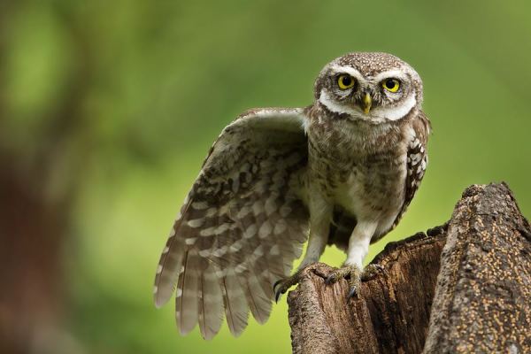 Spotted owl spreading wings