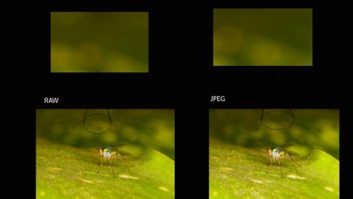 Photo of 2 Things You Should Do Before Post Processing Macro Photographs