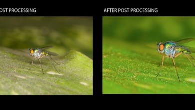 Photo of Photoshop Tutorial on Post Processing a Macro Photograph