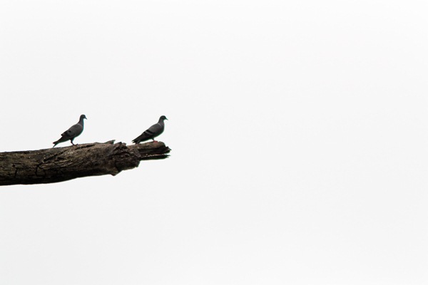 two grey pigeons on a branch high key photography