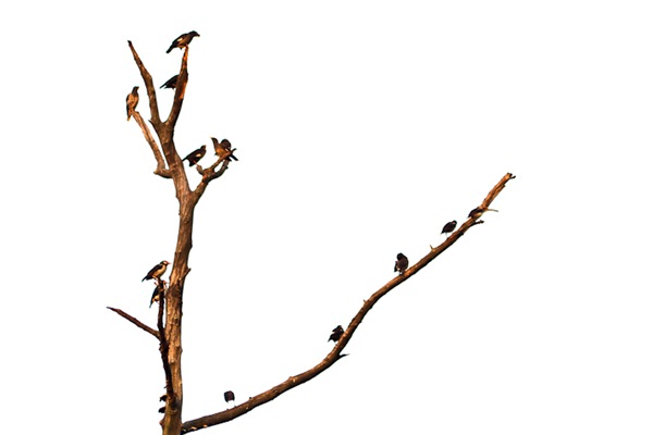 groups of birds on a tree