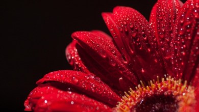 Photo of 4 Things You Should Do Before Focus Stacking