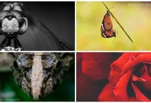 Photo of Macro Photography — Step by Step Guide for Beginners (Part1)