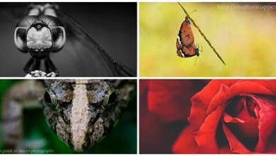 Photo of Macro Photography — Step by Step Guide for Beginners (Part1)