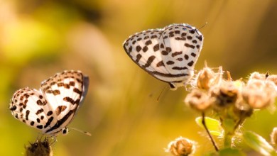 Photo of Focus Stacking Macro Photographs — Photoshop Tutorial