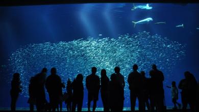 Photo of Something Fishy: Aquarium Photography Tips