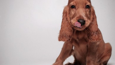 Photo of Dog Photography Tips: Shooting Your Dog Like a Pro… With a Camera!