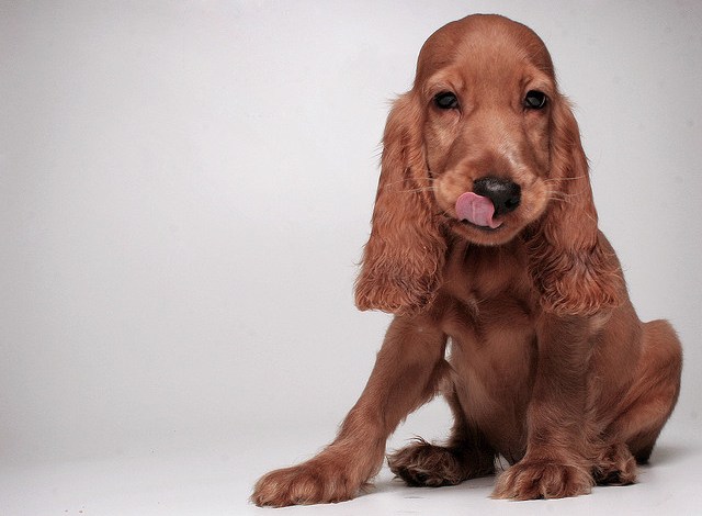 dog photography tips