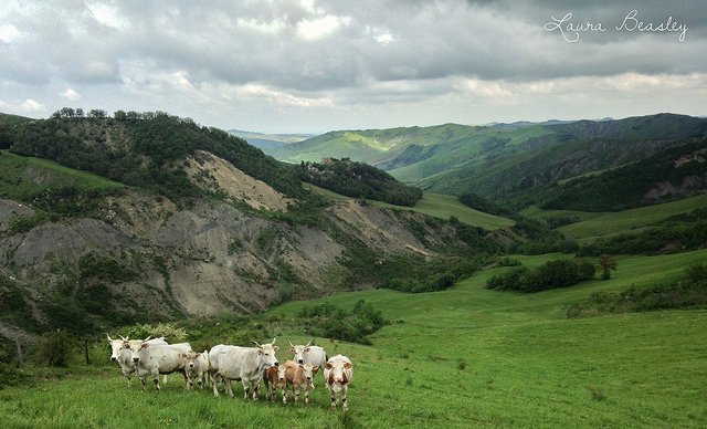 landscape photograph with cattle in the foreground in Italy