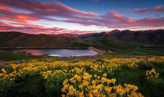 East Canyon Wildflower Sunset - Utah Landscape