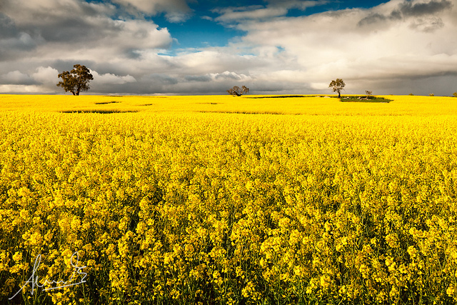 Canoloa Fields - Wollogorang NSW -- landscape photography tips