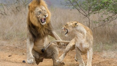 Photo of 9 Wildlife Photography Tips For Beginners