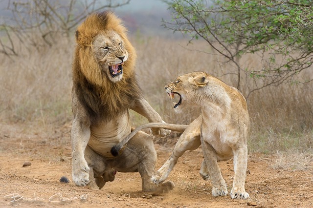 two lions fighting