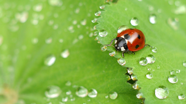 Insect macro photography tips and photograph of a ladybug 