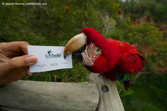 parrot biting toehold card