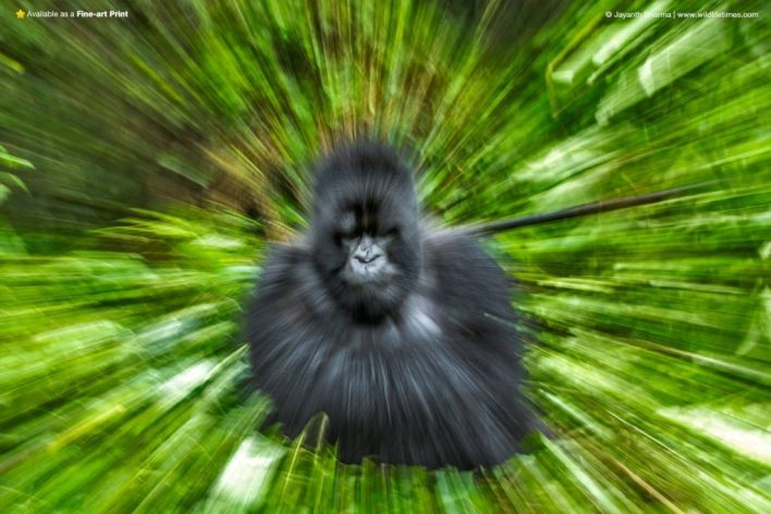 Zoom burst photograph of a gorilla